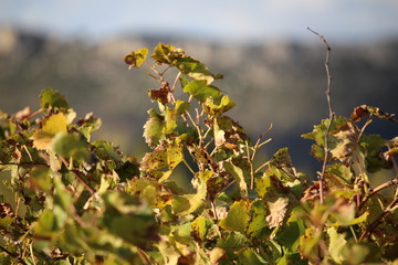 vignes