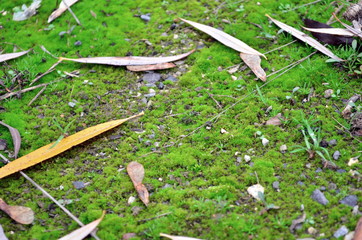 Green moss backgruond close up texture