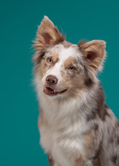 portrait of a dog on a turquoise background in the studio. Marble Border Collie