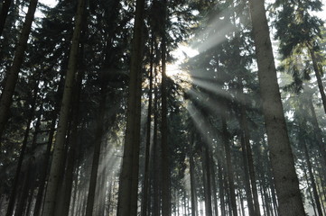 Sun rays in the coniferous trees in the forest. Foggy sunrise in the forest.