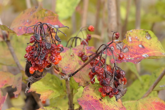 Rotten Berries