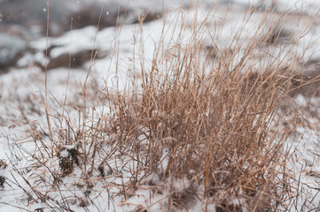 Large bush of dry grass under white clear snow.