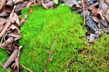 Green moss backgruond close up texture