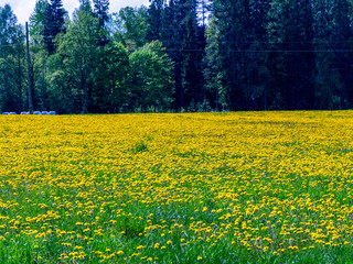 beautiful landscape with yellow dandelion field
