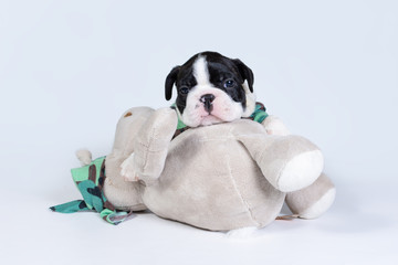 Cute little Boston Terrier puppy lies on a big Hippo toy on a grey background.