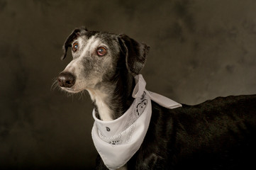 Gray-haired black greyhound dog with a white scarf