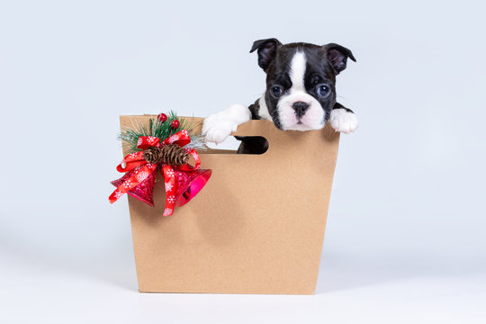 Boston Terrier puppy in a gift paper bag with a bouquet of Christmas trees, cones and bells.