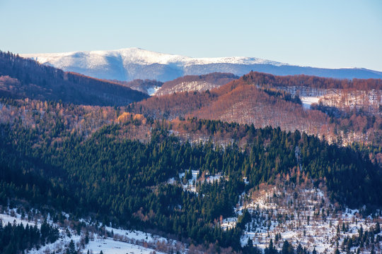 winter scenery in mountains. forested hills in snow. lovely cold weather background