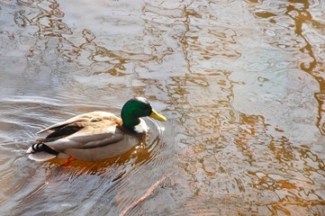 Mallard duck on pond reflecting gold-tinged patterns