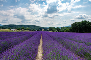 Fototapeta na wymiar Lavender Fields