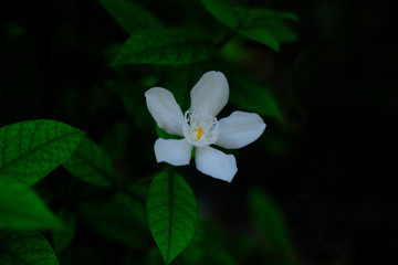 Inda flower blooming in the garden.