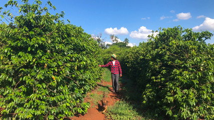 Man and dog walking at farmer coffee field