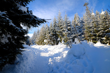 Zimowy las w górach 