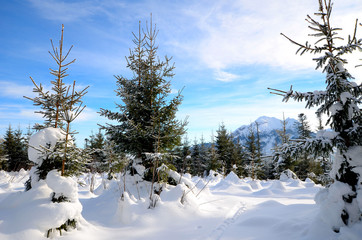 Zimowy las w górach  - obrazy, fototapety, plakaty