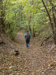 Randonneur de dos dans la forêt