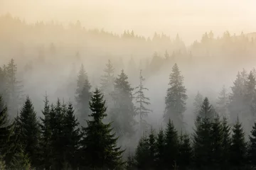 Raamstickers Mist boven dennenbossen. Detail van dicht dennenbos in ochtendmist. © krstrbrt