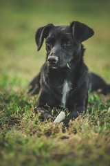Small black female dog lay on green grass and look away