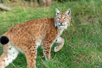 Naklejka na ściany i meble Eurasian Lynx