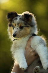 Sheltie Welpe Portrait