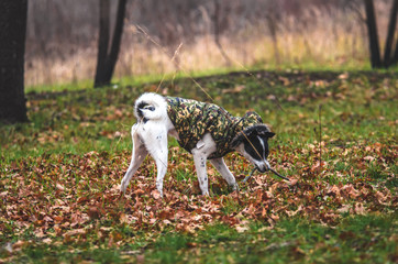 Dog in the field with orange leaves. Dog in clothes walks on the street.