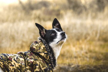 Beautiful bright portrait of a dog in a yellow field. Travel photo, best friend. Basenji in clothes