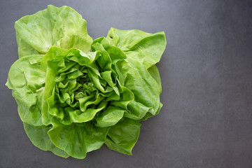 Cabbage round fresh lettuce isolated on dark background with copy space. Salat lettuce. Healthy food.