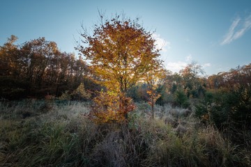 farblich Herbststimmung im Wald