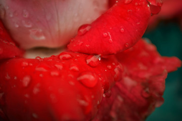 Beautiful macro red flower rose with with dew and drops of rain  