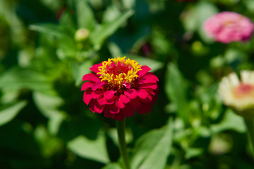 red flower