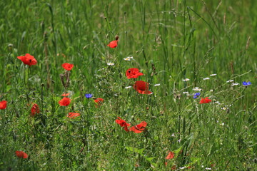 Sommerwiese mit Mohn und Kornblumen