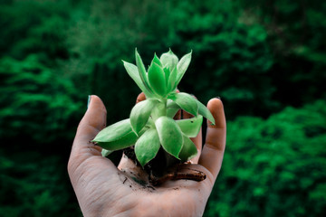 hand holds a green plant