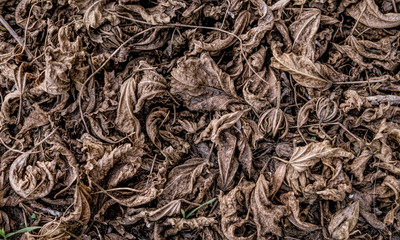 Fallen dry stale leaves. Autumn faded background