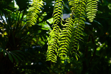 Naklejka na ściany i meble fern in forest
