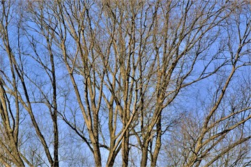 trees without leaves against the blue sky