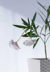 Nerium oleander in a white flower pot. Blooming white nerium oleander. Selective focus.