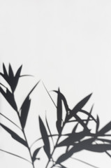 Dark gray shadows of flowers on a white wall. Abstract blurry, defocused background. Copy space.