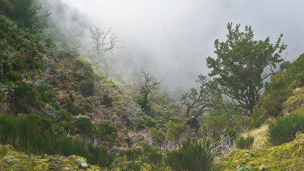 Obraz na płótnie Canvas Wandern auf Madeira in verwunschenen Wäldern und Wiesen
