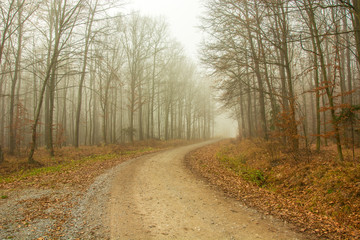 Road through the forest, autumn view, foggy day