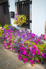 Fototapeta na wymiar schöner Hauseinagng mit bunten Blumen und petunia