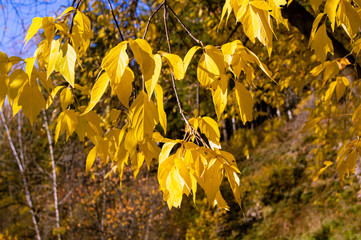  Autumn. Leaves. The sun.