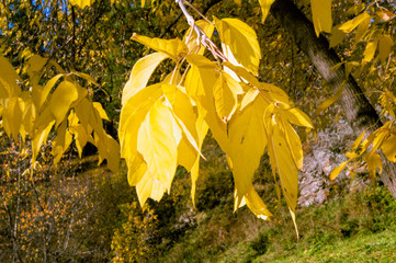  Autumn. Leaves. The sun.  Maple