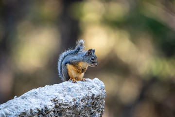 A cute little ground squirrel in Southern oregon
