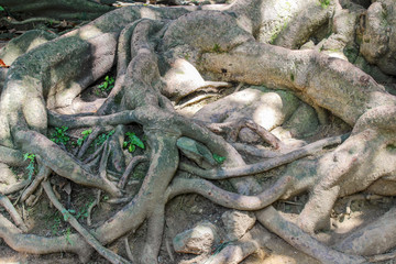 The roots of the trees in the park above the ground.