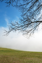 Plakat Blick auf eine Wiese im aufsteigenden Nebel