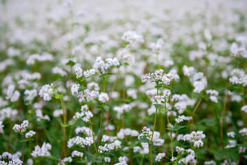 Fototapeta na wymiar Close up of white blooming flowers of buckwheat (Fagopyrum esculentum) growing in agricultural field. Summer day