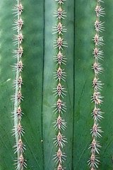 Closeup of a cactus , full frame