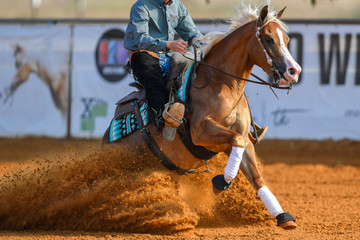 The close-up view of a rider stopping a horse in the sand.	