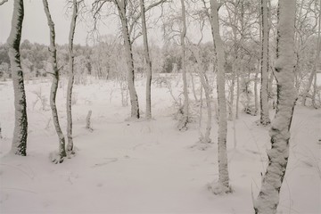 winter forest with trees in fairytale snow landscape