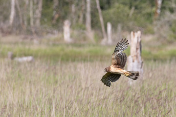 Male Northern Harrier (Circus hudsonius) flies low over a marshy grassland in search of prey. Harriers have an owl-like face with feathers that direct sound to their ears, helping them hunt by sound.