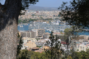 Palma de mallorca